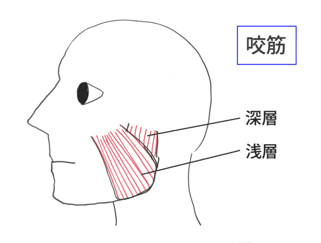 咬筋の図