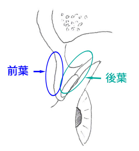 前葉後葉