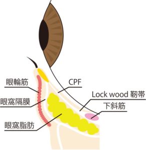 目の下解剖