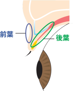 瞼前葉と後葉の図