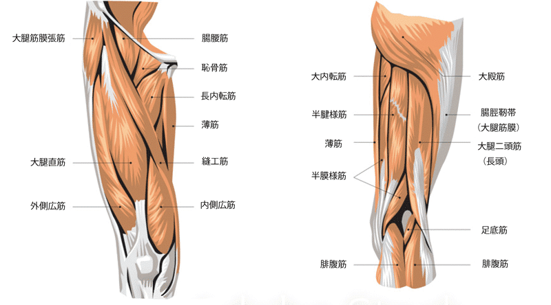 ボトックス　太もも筋肉図