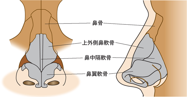 鼻の骨、軟骨の解剖
