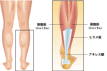 ボトックス　ふくらはぎ