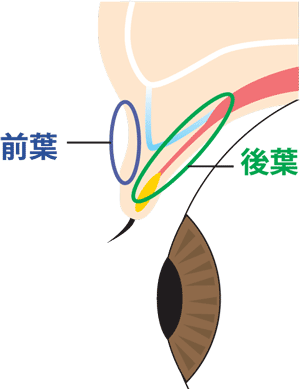 まぶたの前葉と後葉　イメージ