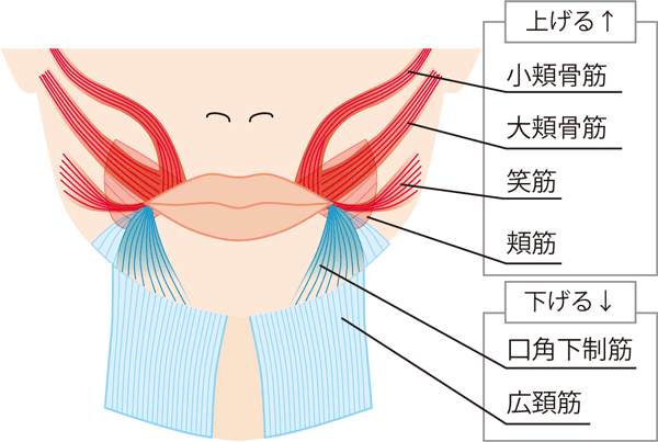 口周りの筋肉