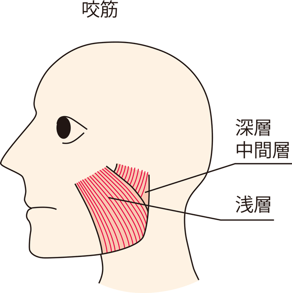 咬筋の三層構造