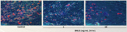 BNLS-neo-添加細胞の画像
