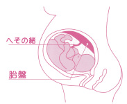 ヒトプラセンタ 胎盤 母子