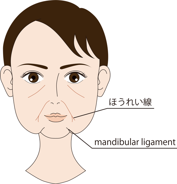 ほうれい線、mandibular-ligament