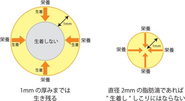 注入した脂肪が生き残るイメージ