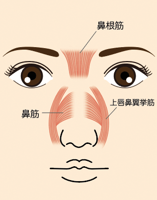 目立つ鼻の横じわを解消する方法をご紹介 東京新宿の美容整形ならもとび美容外科クリニック