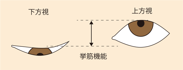 挙筋機能