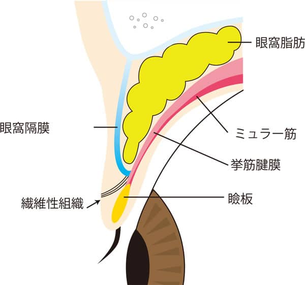 上瞼の解剖の図