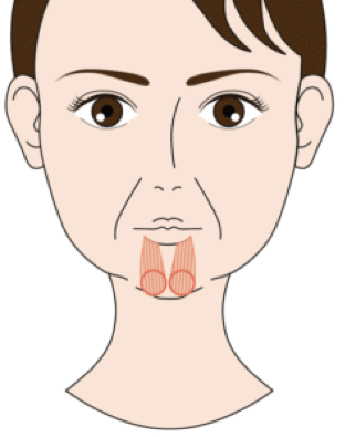 オトガイ筋の位置