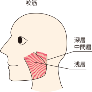 エラの筋肉の解剖図