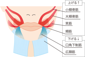 口角ボトックスのイメージ