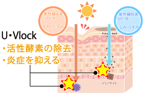 U・Vlock飲む日焼け止めの効果