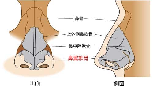 鼻解剖　鼻尖縮小