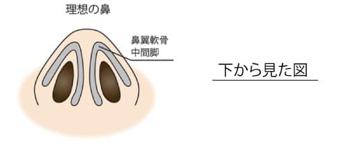 団子鼻タイプ　鼻尖縮小　理想の鼻イラスト