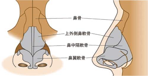 コラム　鼻尖縮小のリスク　鼻解剖図