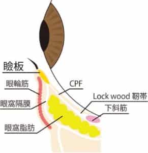 目の下解剖