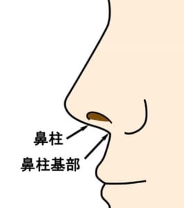 鼻柱と鼻柱基部の位置