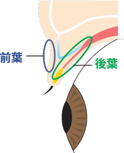 上眼瞼前葉・後葉