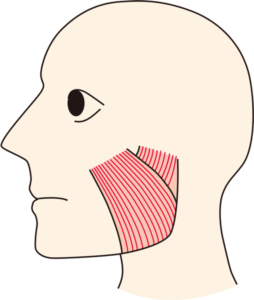 最初の咬筋の説明の時に挿入