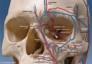 外頚動脈と内頚動脈の吻合