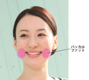 バッカルファットの部位