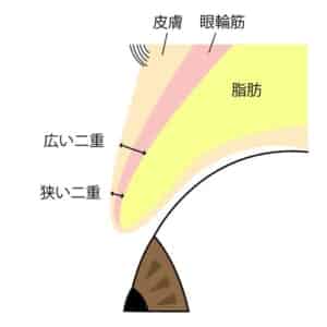 二重広いほど厚みが出る